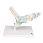 Afbeeldingen van Voet met ligamenten